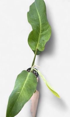 4-5" Philodendron Ruaysap