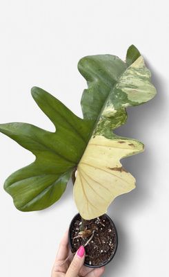 4" Philodendron Florida Beauty Variegated x Mayoi