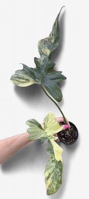 4" Philodendron Florida Beauty Variegated x Mayoi