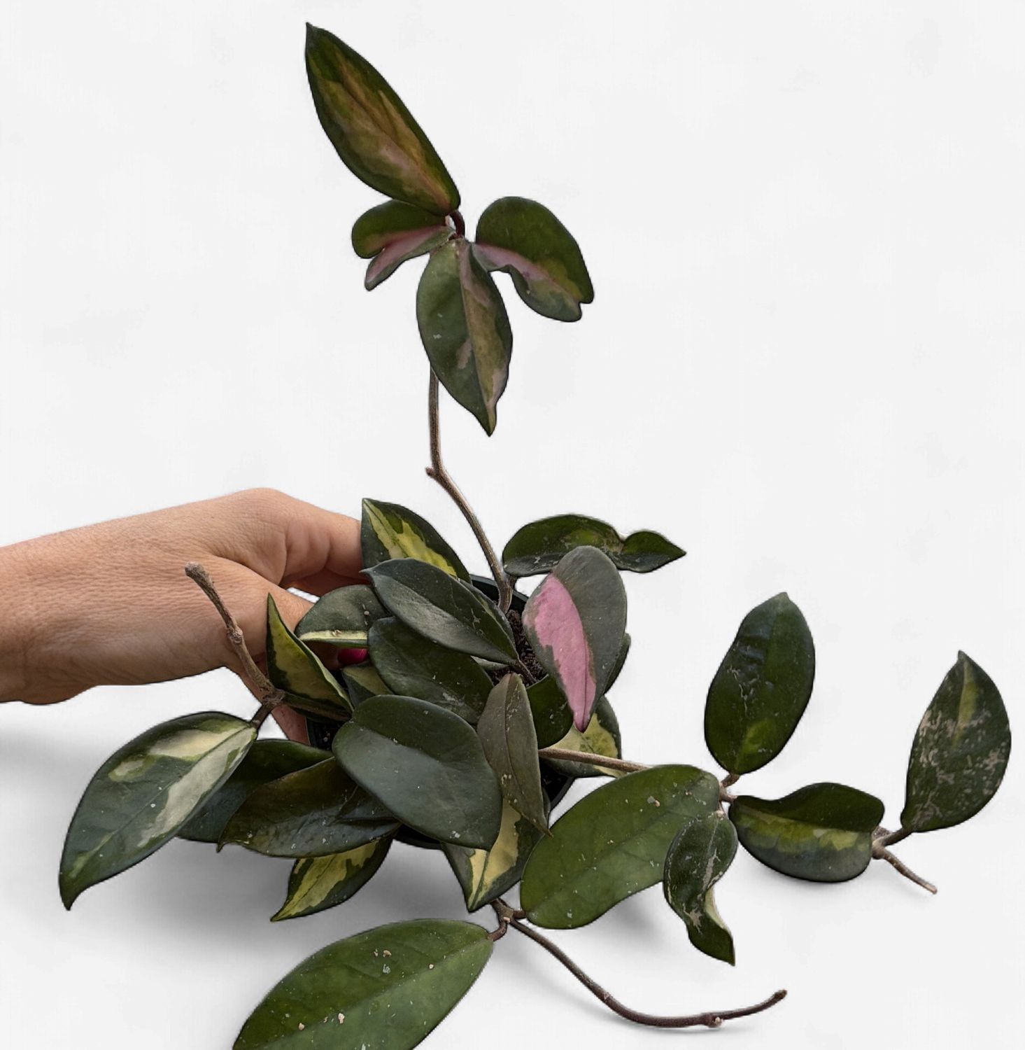4" Hoya Krimson Princess (Carnosa Tricolor)