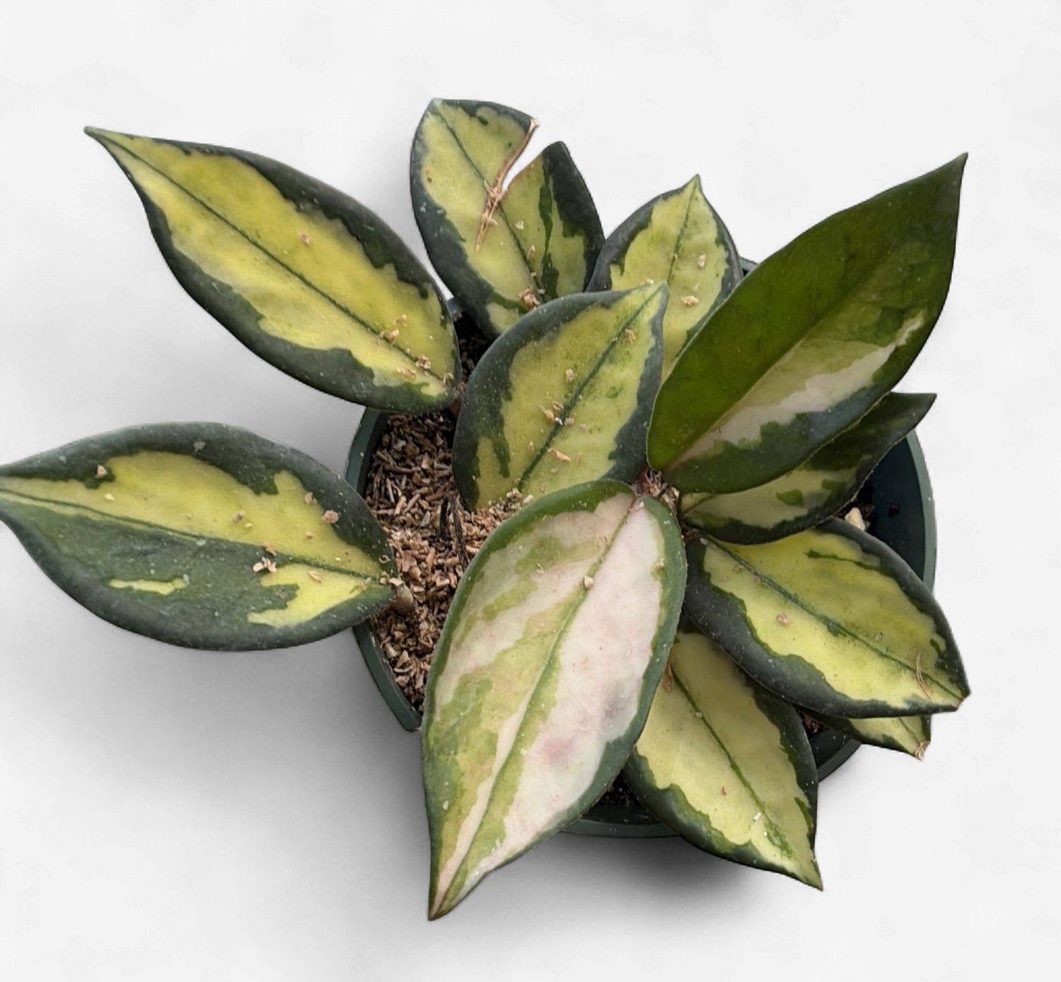4" Hoya Krimson Princess (Carnosa Tricolor)
