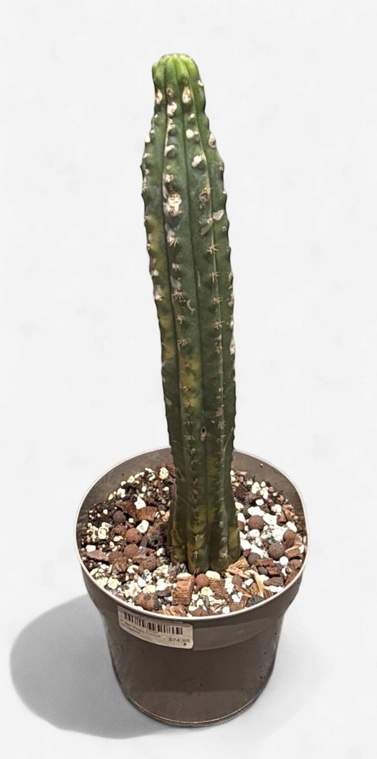 6" San Pedro Cactus Variegated