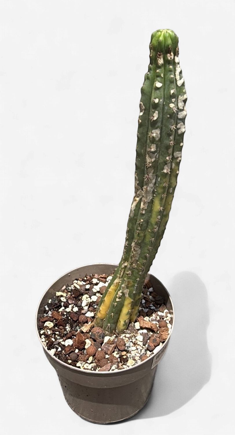 6" San Pedro Cactus Variegated