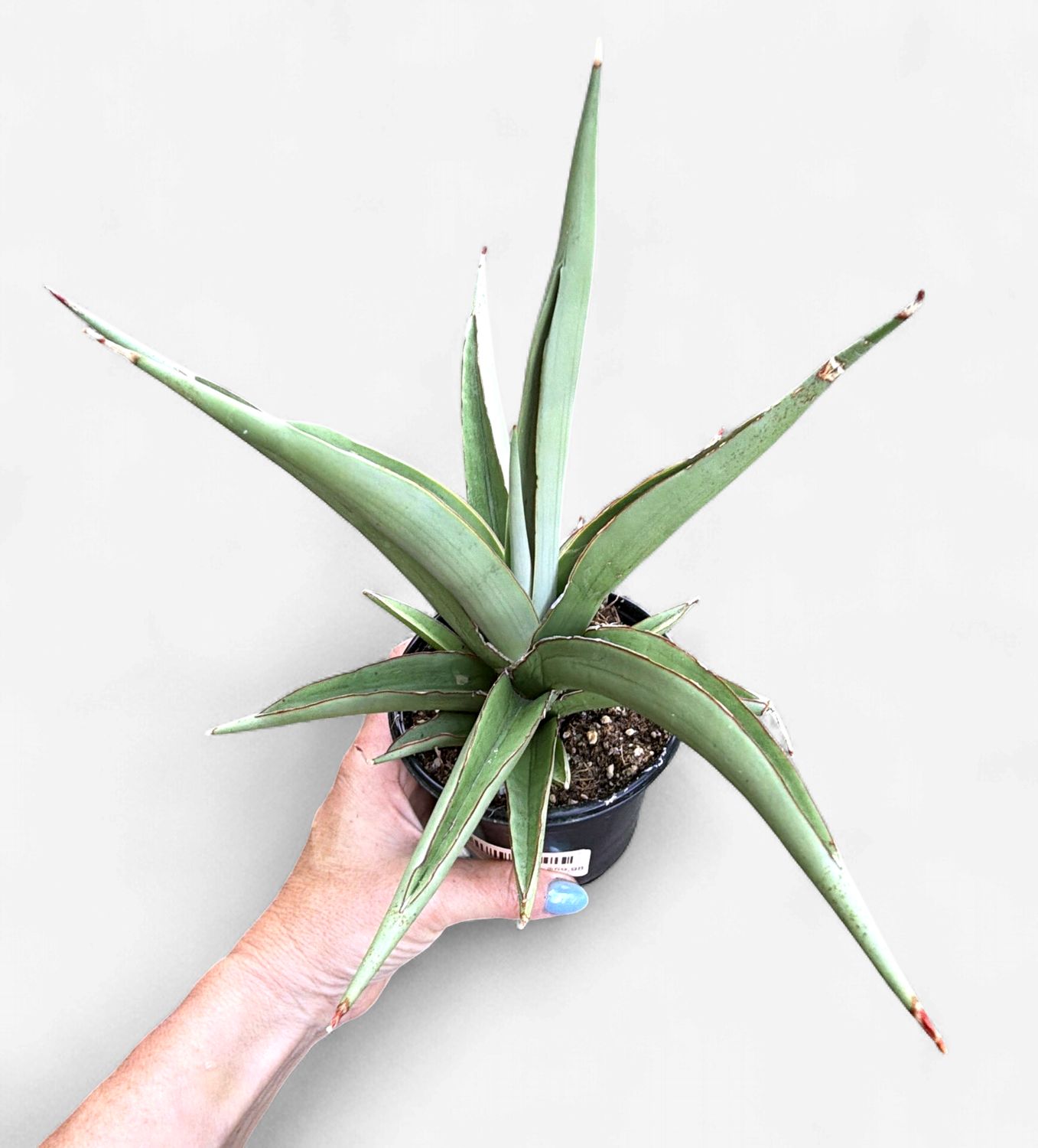 4" Sansevieria Chaopraya