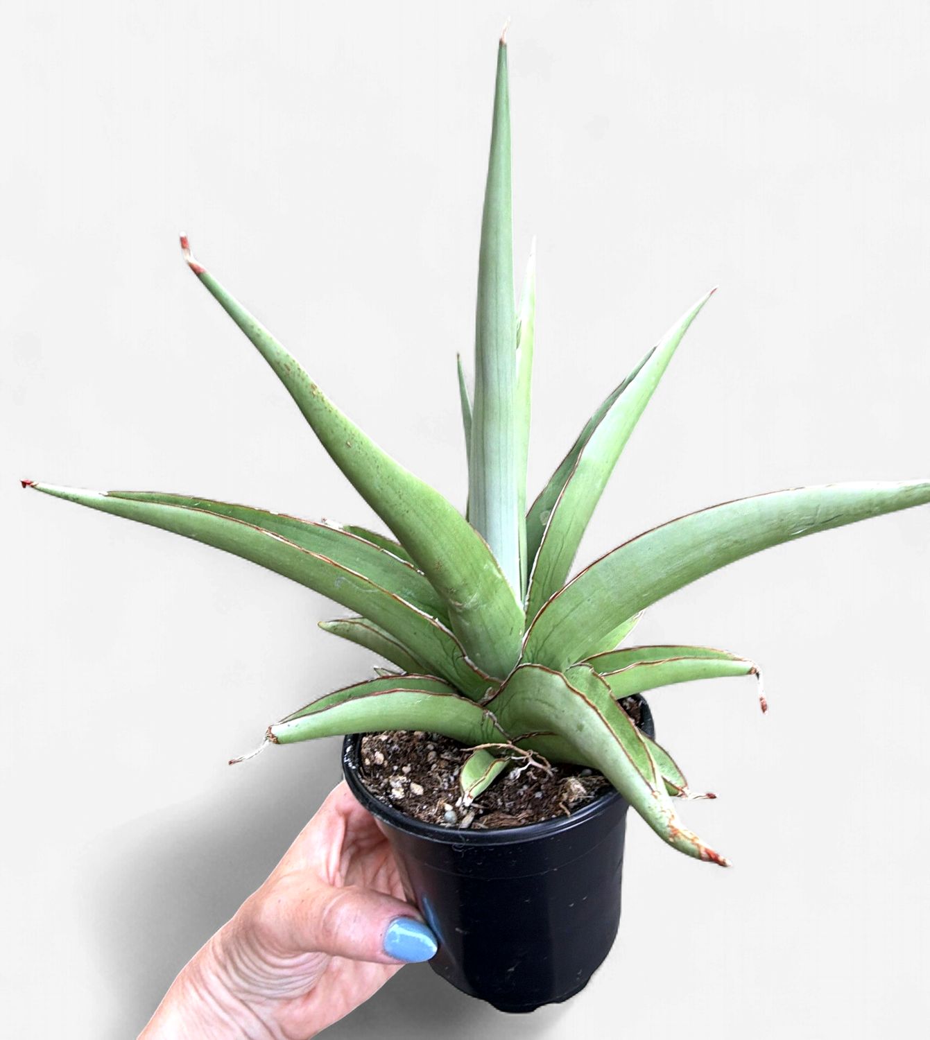 4" Sansevieria Chaopraya