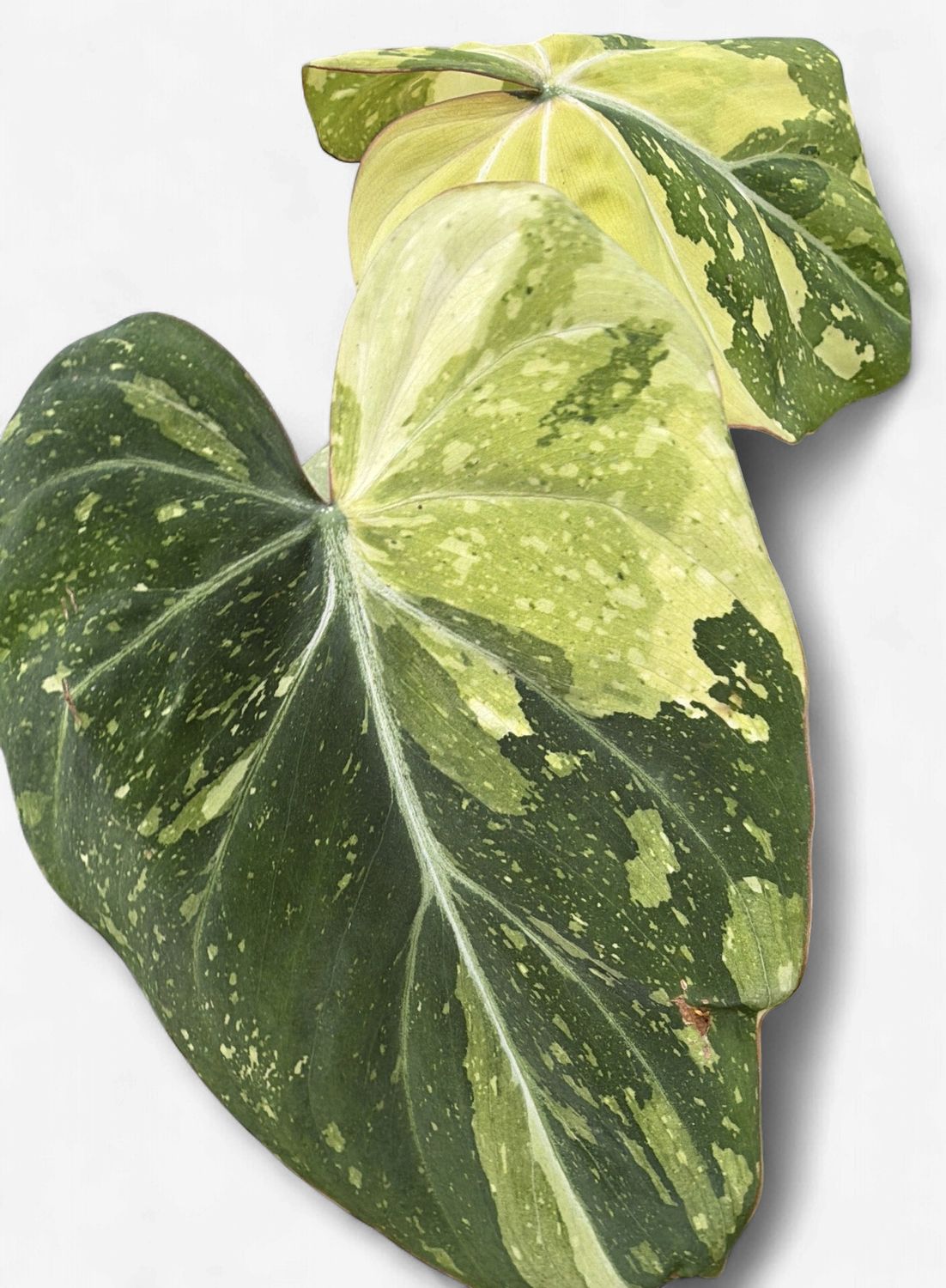 4" Philodendron Gloriosum Variegated Tricolor