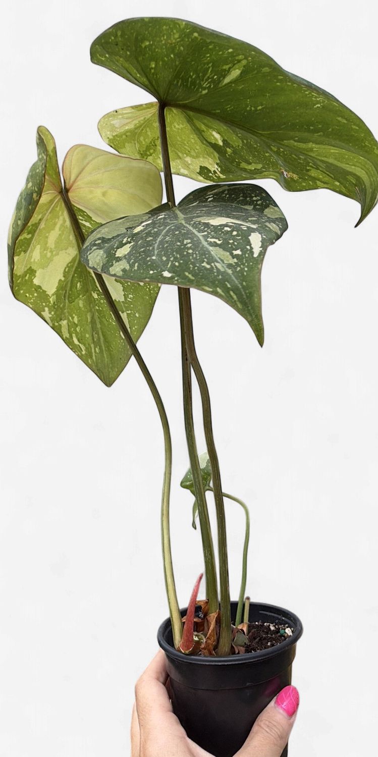 4" Philodendron Gloriosum Variegated Tricolor