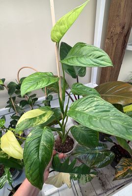 4" Monstera Muyana Variegated