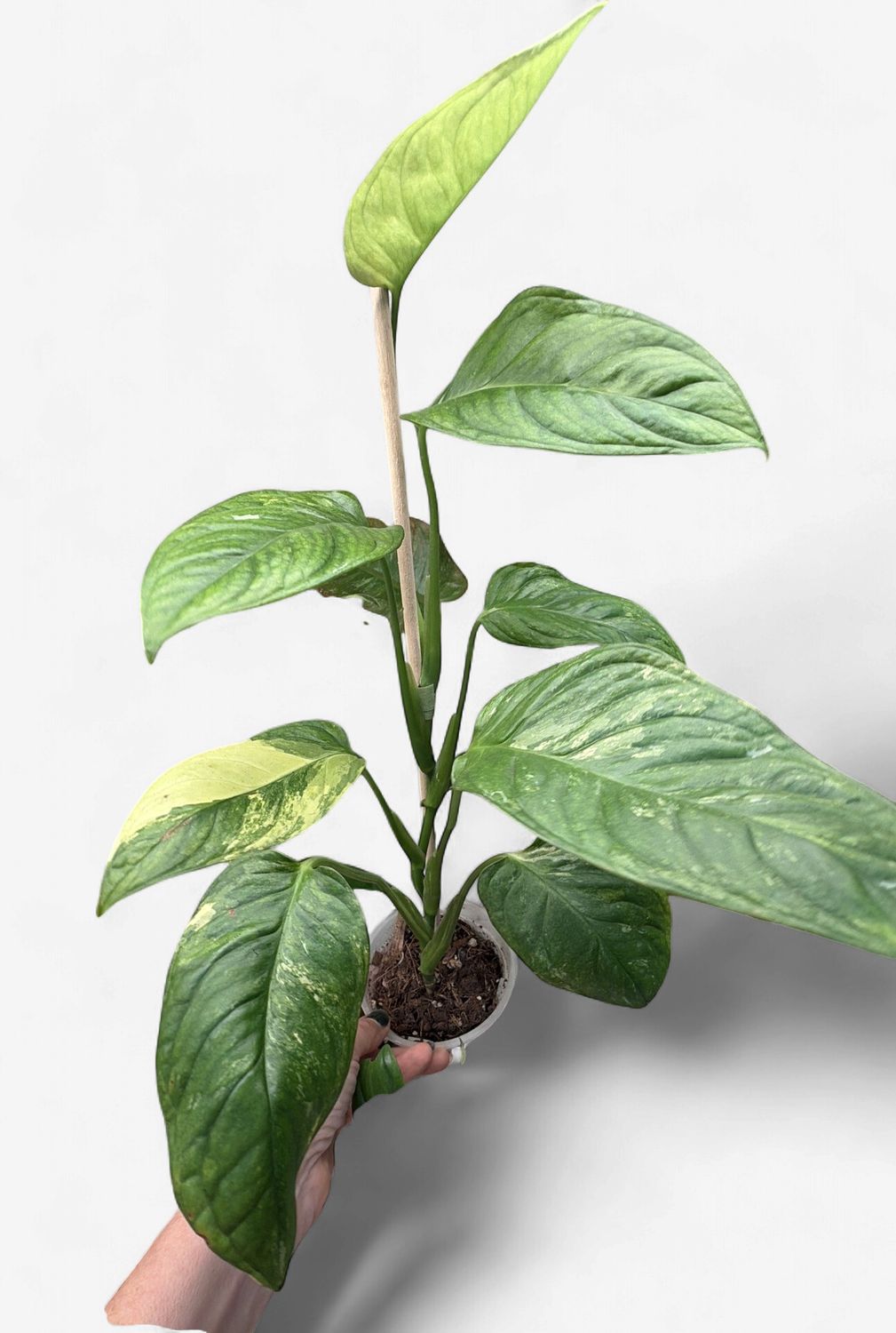 4" Monstera Muyana Variegated
