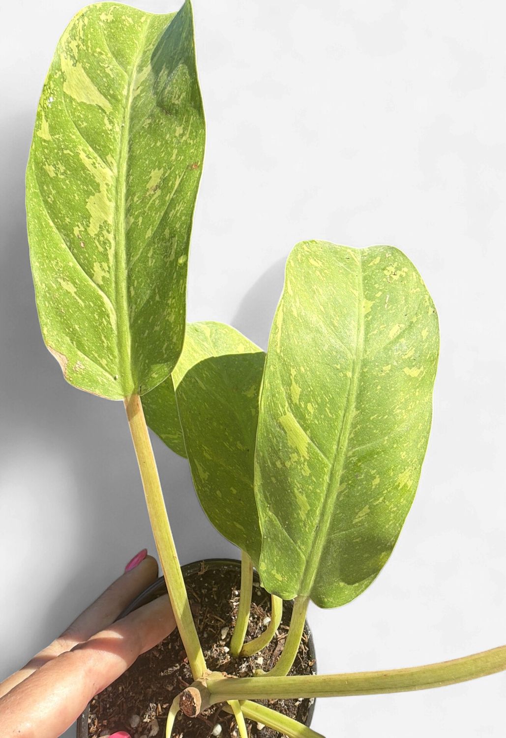4" Philodendron Golden Goddess Marble Variegated