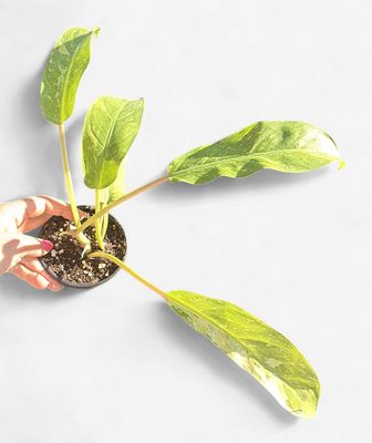 4" Philodendron Golden Goddess Marble Variegated