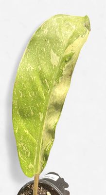 4" Philodendron Golden Goddess Marble Variegated