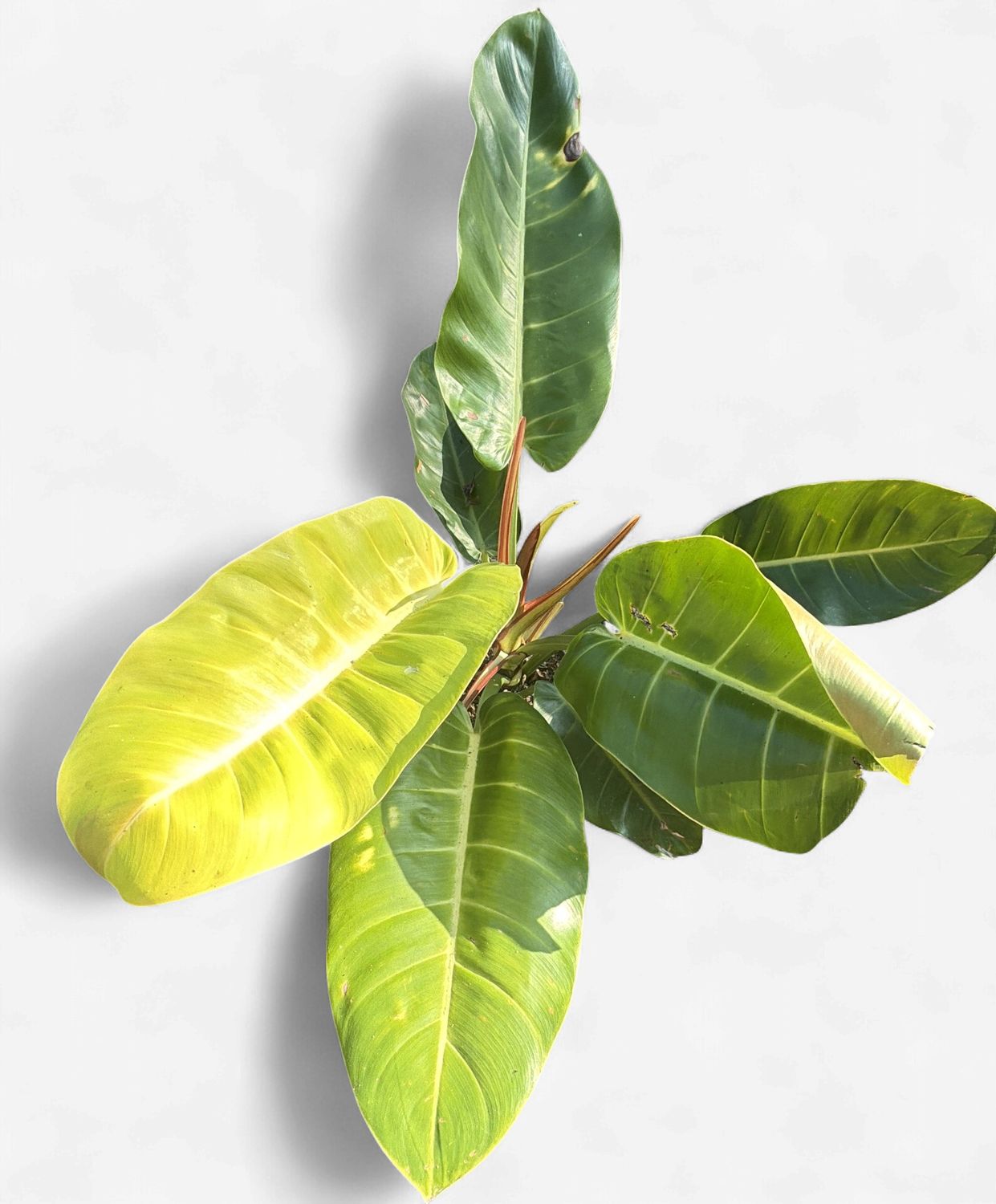 6" Philodendron Prince of Orange Mutation