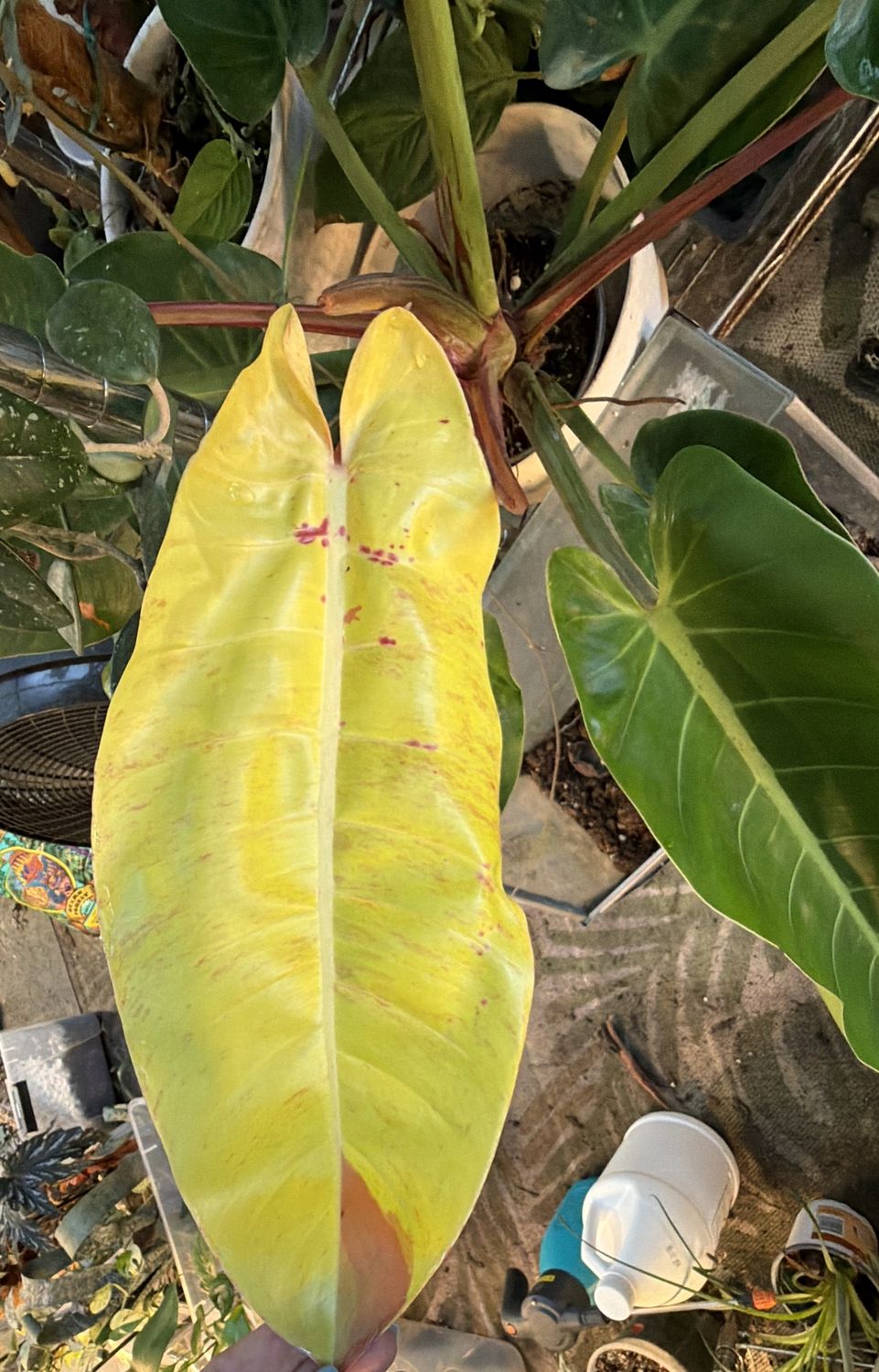 6" Philodendron Prince of Orange Mutation