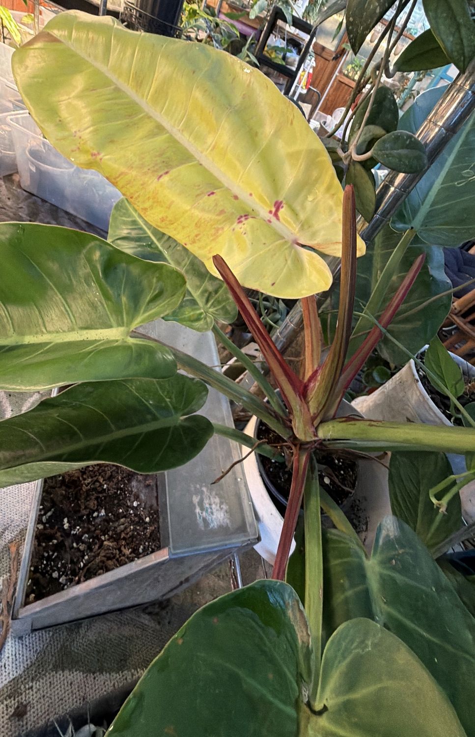 6" Philodendron Prince of Orange Mutation