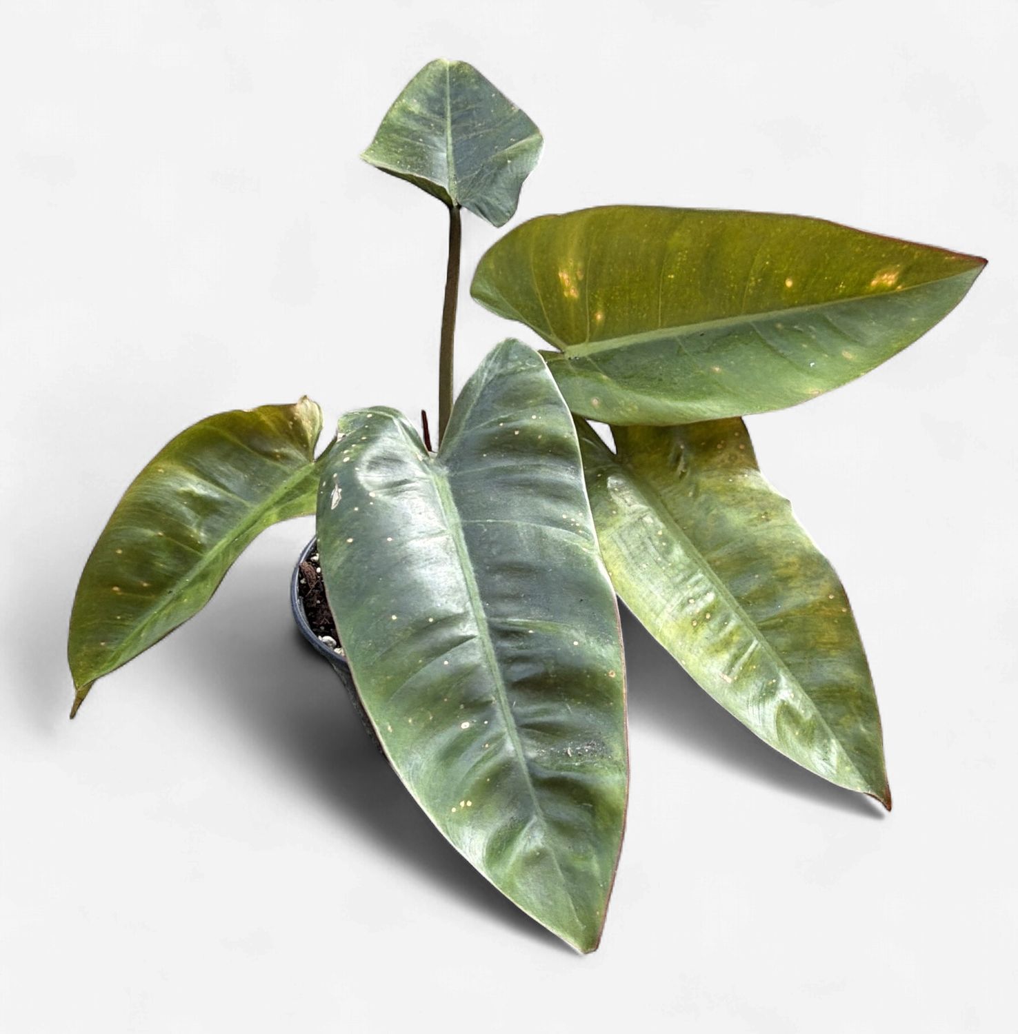 6" Philodendron Congo x Billietiae