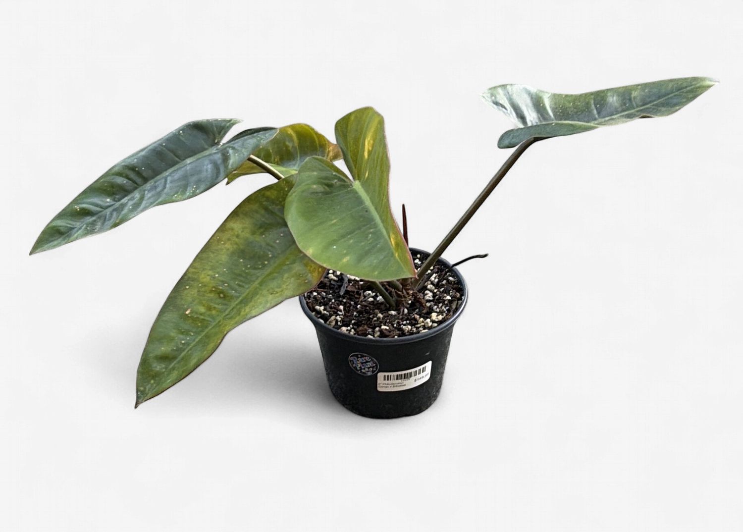 6" Philodendron Congo x Billietiae