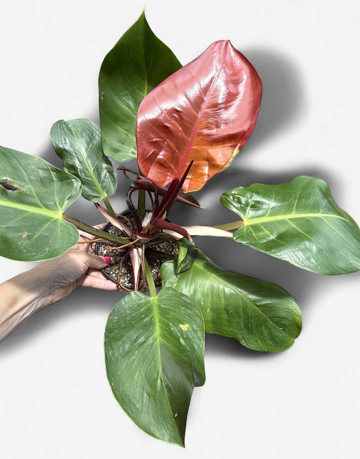 6" Philodendron Jungle Fever Variegated