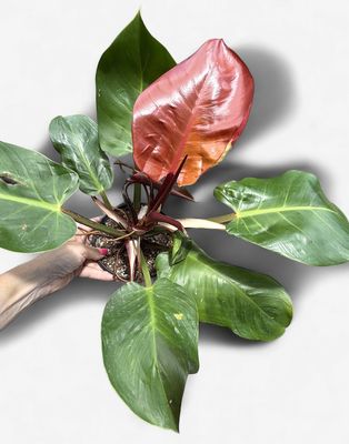 6" Philodendron Jungle Fever Variegated