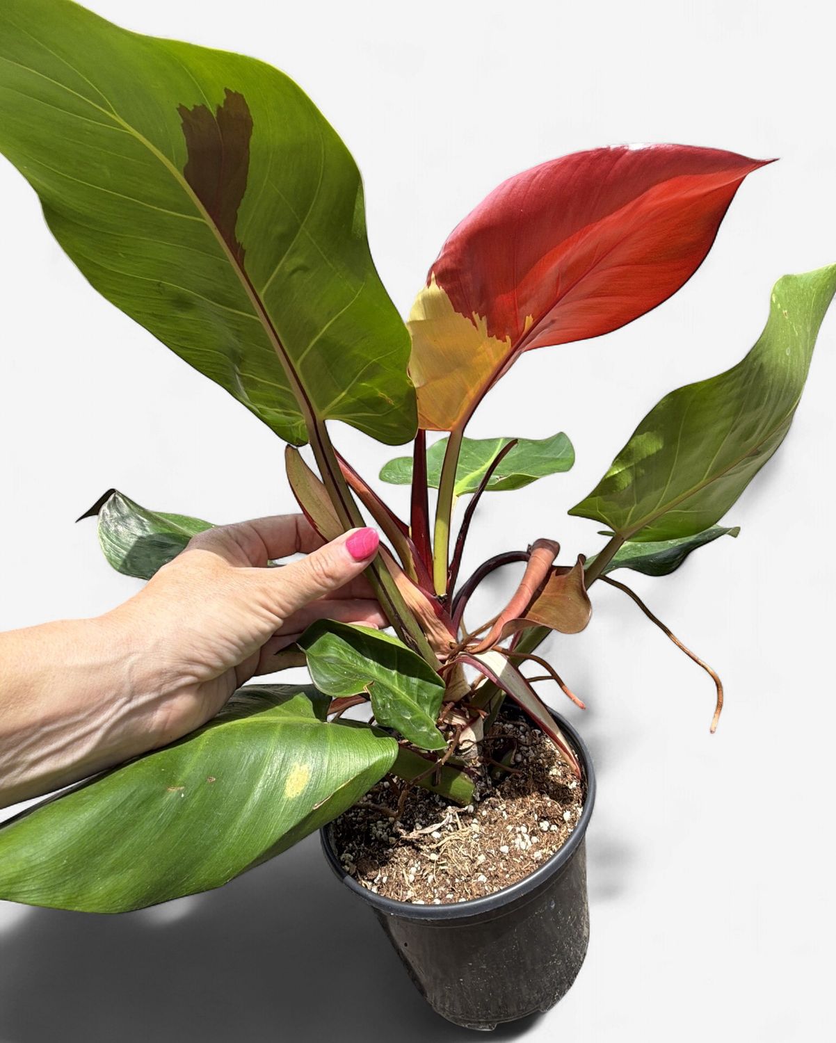 6" Philodendron Jungle Fever Variegated