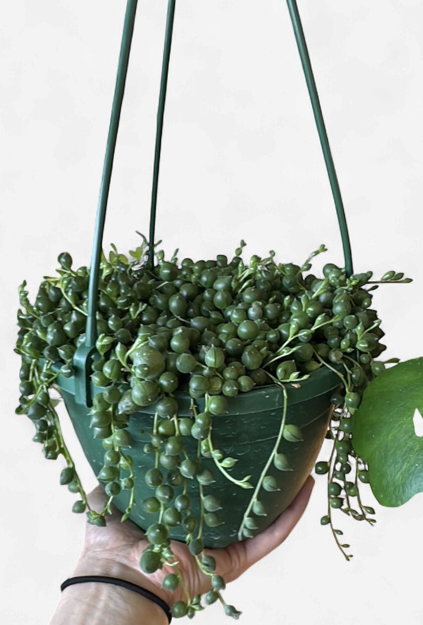 6" String of Pearls Hanging Basket