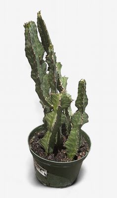 6" Euphorbia Lactea (Candelabra Cactus)