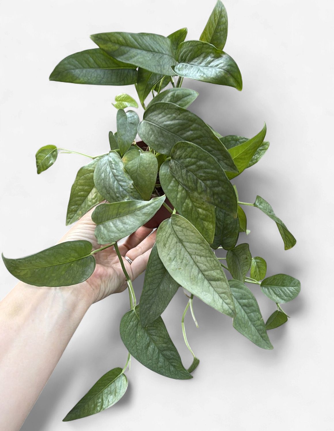 4" Pothos Cebu Blue