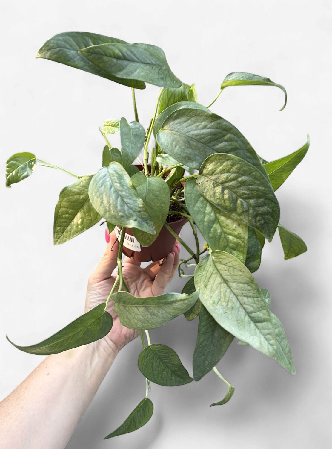 4" Pothos Cebu Blue
