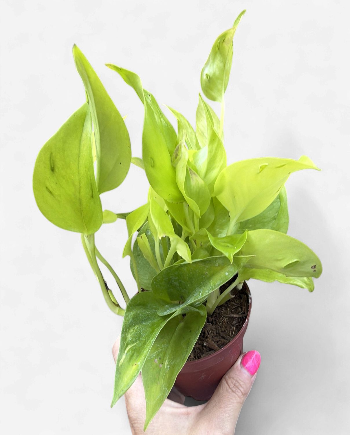 4" Pothos Sao Paulo