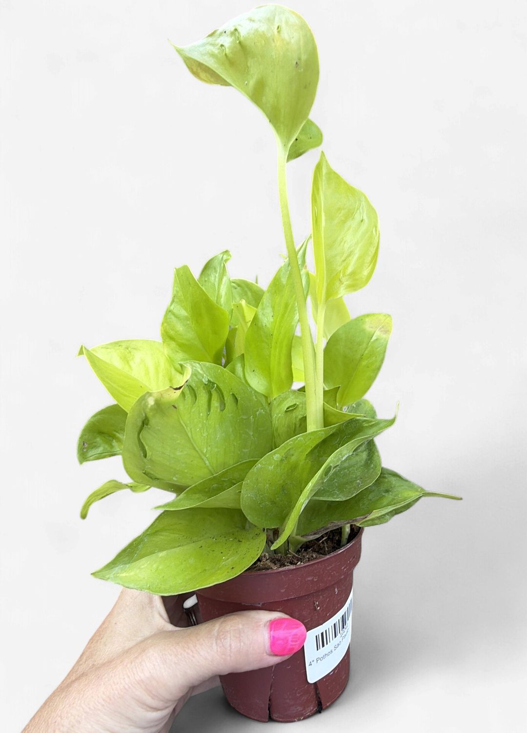 4" Pothos Sao Paulo