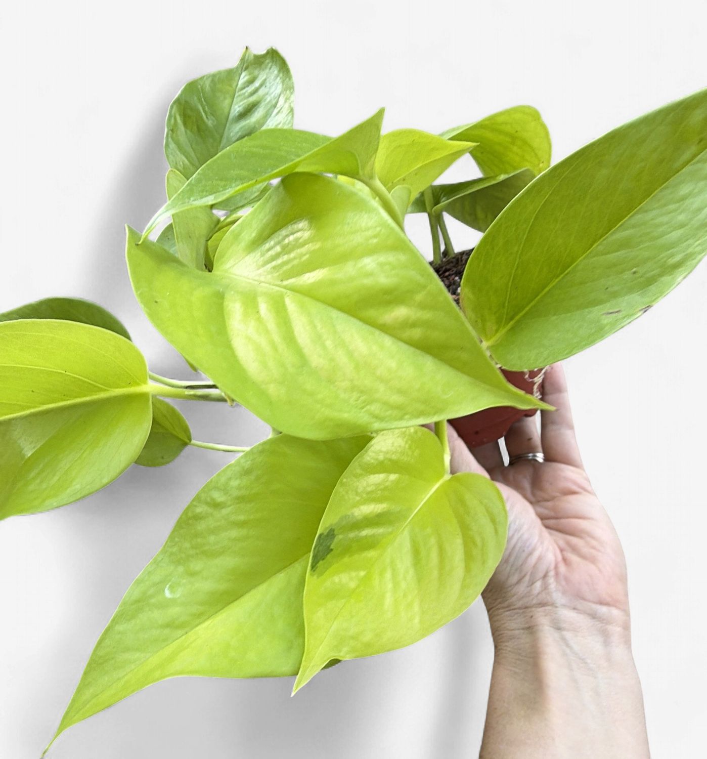 4" Pothos Neon