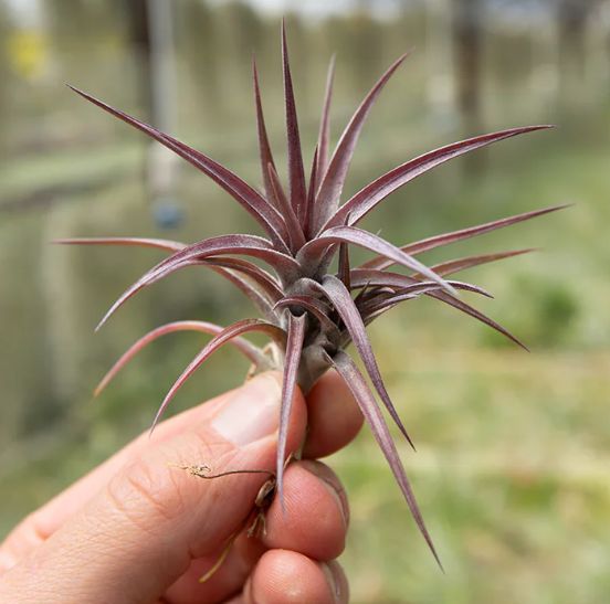 Tillandsia Jonesii Air Plant