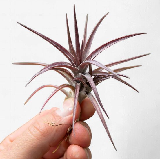 Tillandsia Jonesii Air Plant