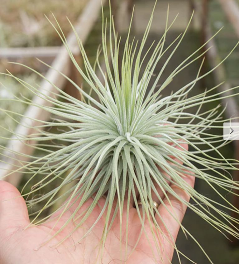Tillandsia Magnusiana Air Plant