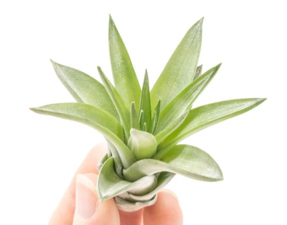 Tillandsia Velutina Air Plant