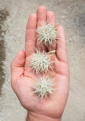 Tillandsia Tectorum Snowball Air Plant 2-3"