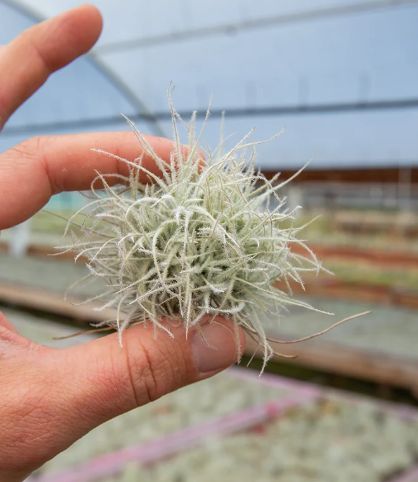 Tillandsia Tectorum Snowball Air Plant 2-3"
