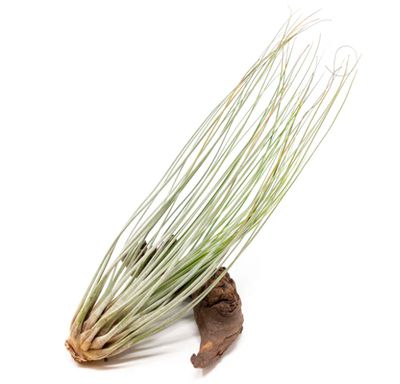 Tillandsia Juncea Air Plant