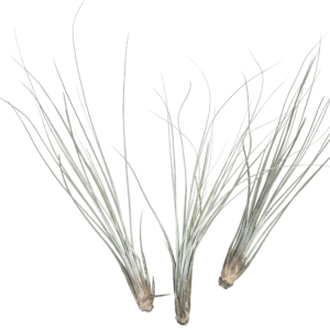 Tillandsia Juncea Air Plant