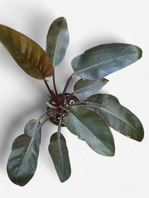 6” Philodendron Red Congo