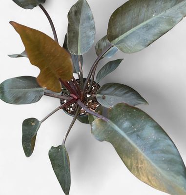 6” Philodendron Red Congo