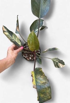 6” Philodendron Red Congo Variegated ‘Red Hot’