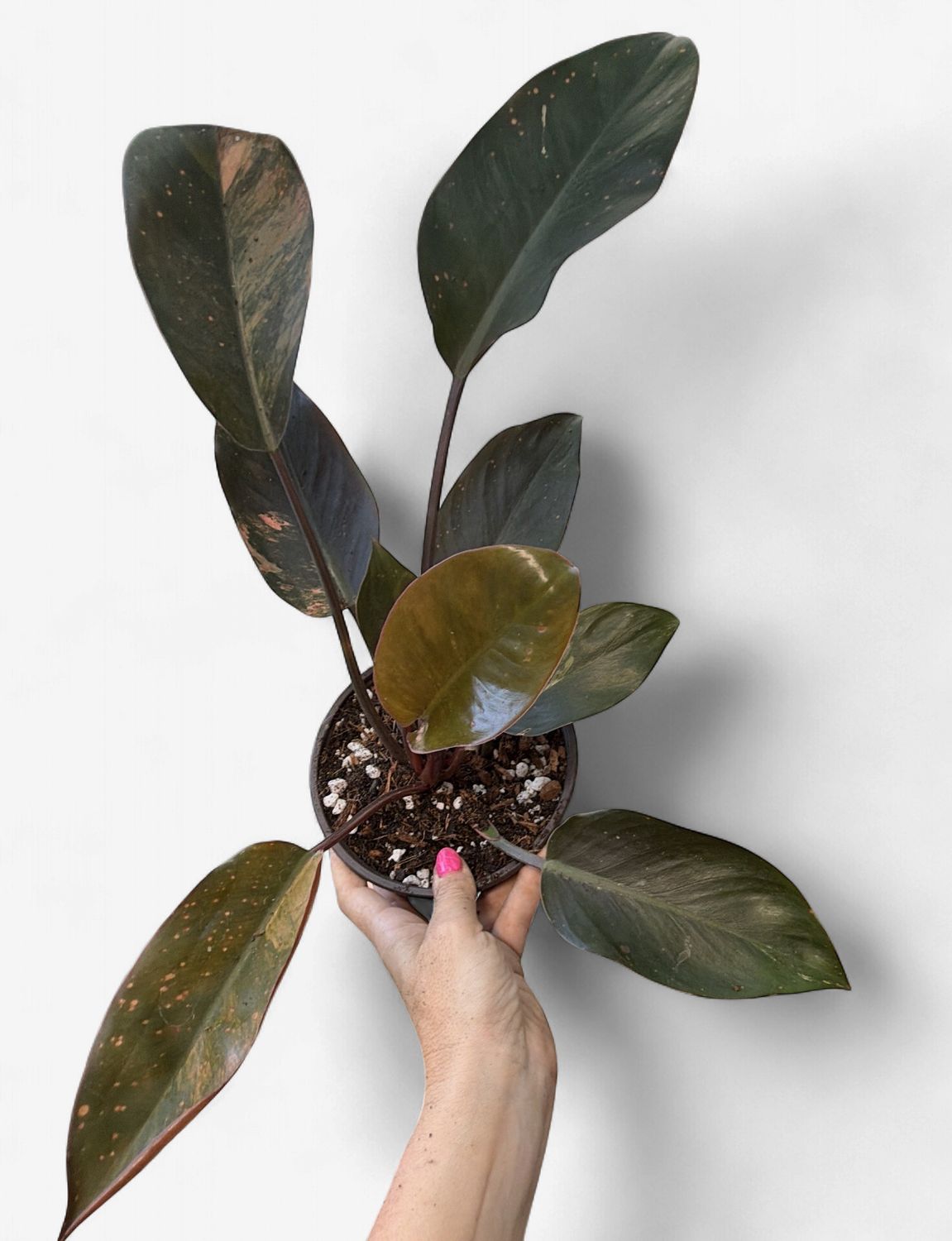 6” Philodendron Red Congo Variegated ‘Red Hot’