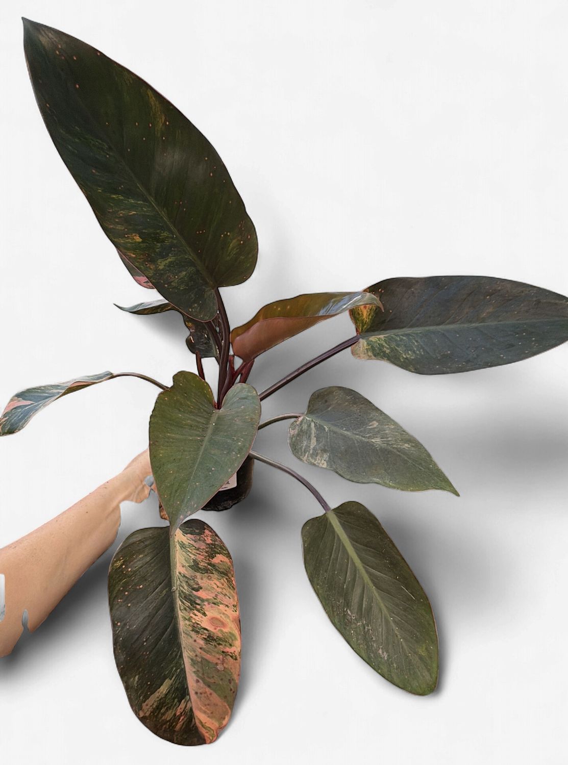 6” Philodendron Red Congo Variegated ‘Red Hot’