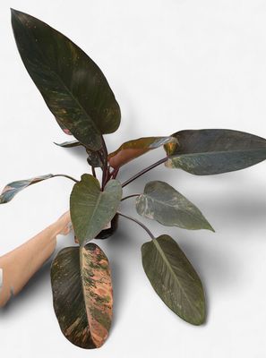 6” Philodendron Red Congo Variegated ‘Red Hot’