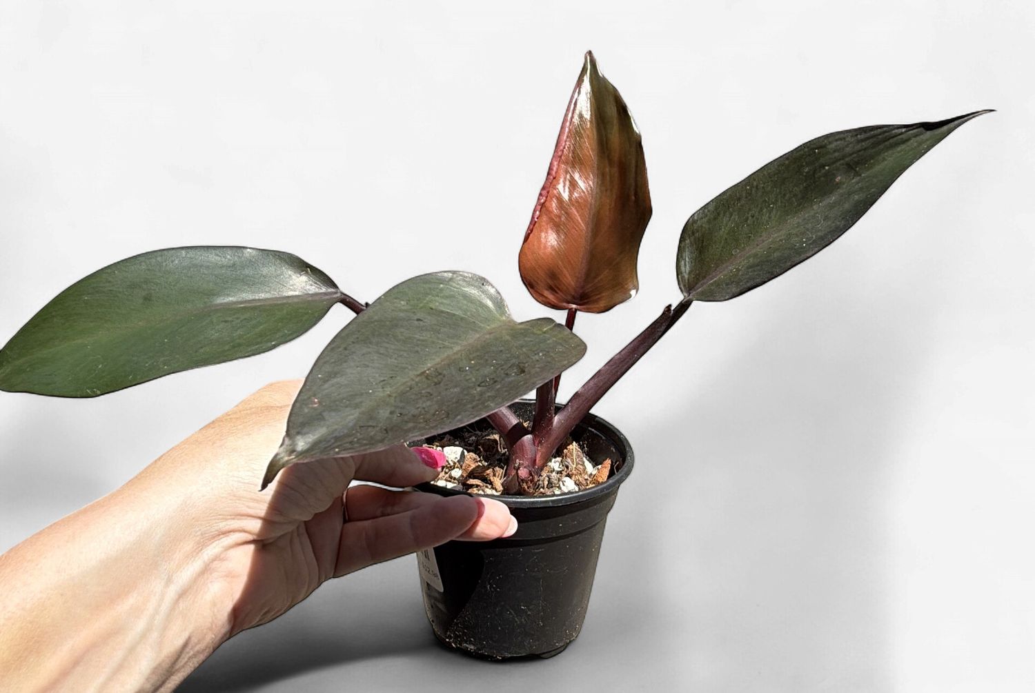 4" Philodendron New Red