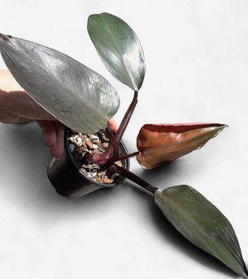 4" Philodendron New Red