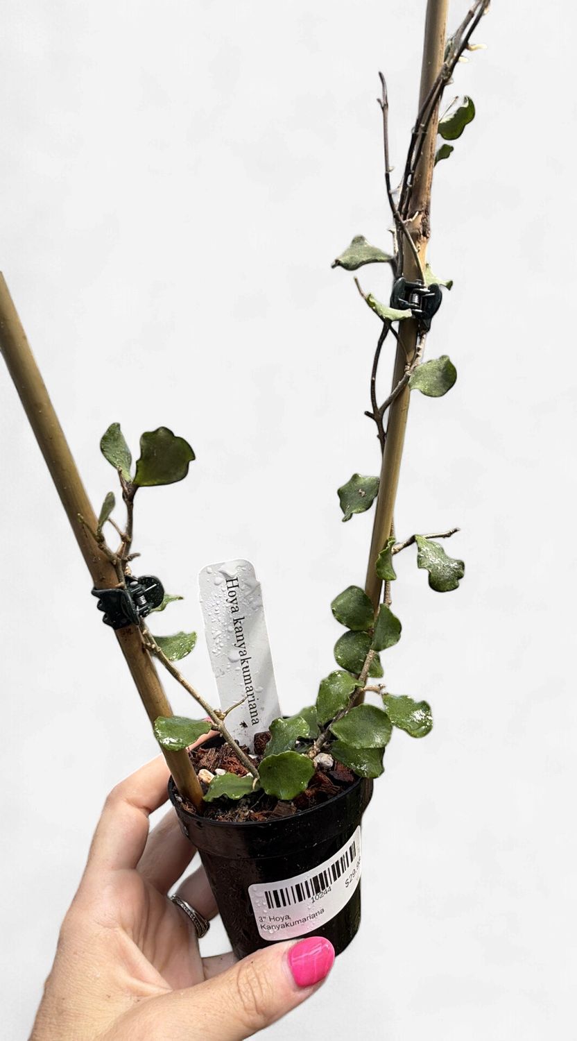 3" Hoya Kanyakumariana