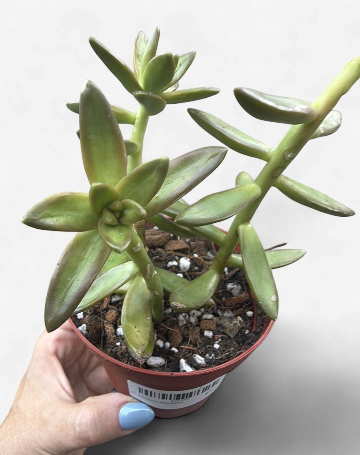 4" Sedum Adolphii