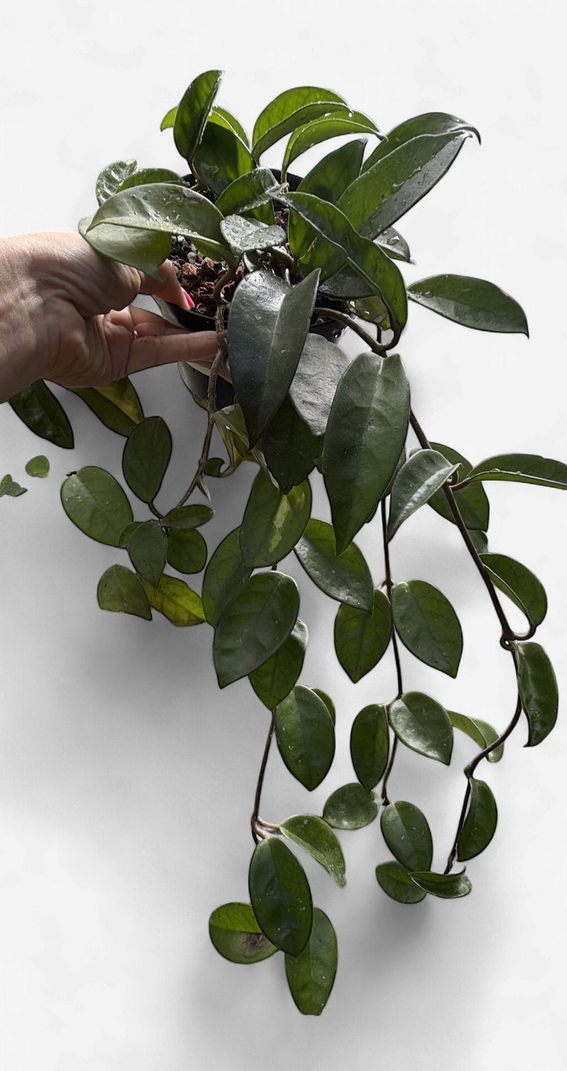 6" Hoya Carnosa